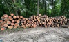 На Волині у національно-природному парку незаконно вирубали дерева на понад 16 млн грн