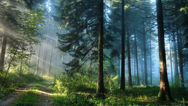 На Волині державі повернули ділянку лісового фонду вартістю понад 7 млн грн