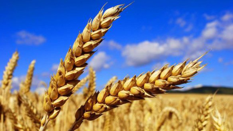 В уряді повідомили, що Україна щомісяця на 50% збільшує експорт зерна