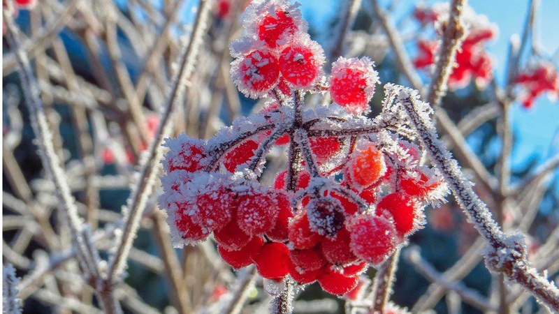 В Україні цього тижня очікуються перші заморозки та сніг