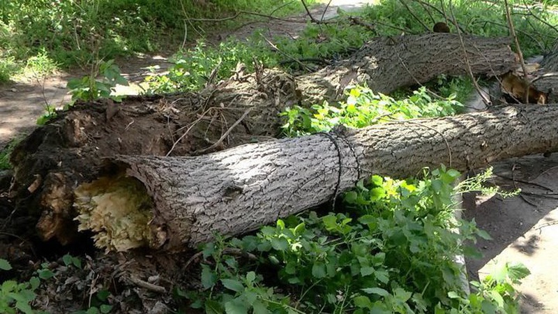 У Львові в парку на молоду пару впало дерево: обоє загинули