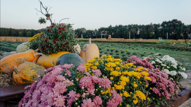 Свято осінніх квітів у «Волинській Голландії» планують продовжити