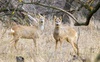 На Волині знайшли вбитого браконьєрами оленя. ФОТО 18+