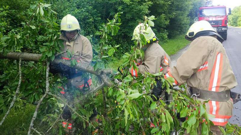 У Луцькому районі через дерево на дорозі зупинився рух транспорту. ФОТО