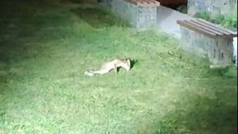 У Центральному парку Луцька замордували сімейство лисиць