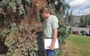 Комахи, кліщі, короїди, грибок: фітопатолог оглянув найбільш уражені ділянки дерев у Луцьку