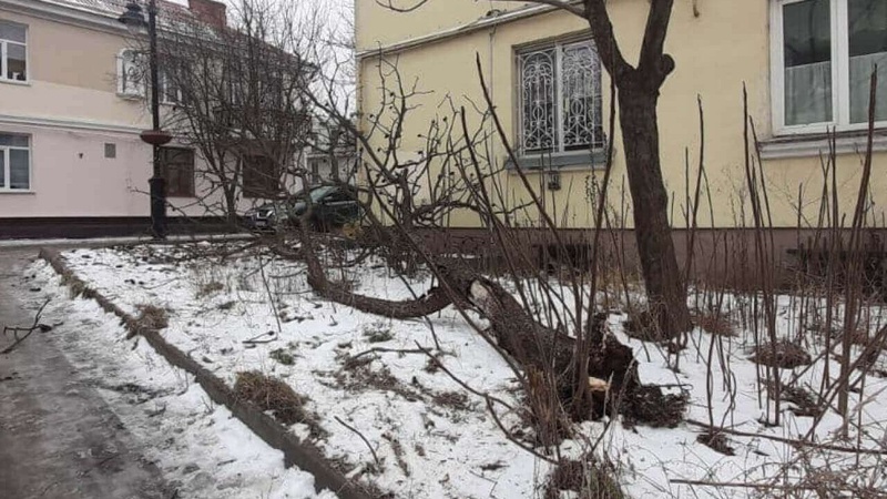 В історичній частині Луцька впало дерево