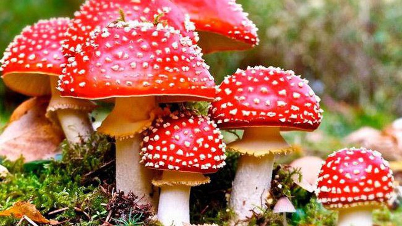 Як уберегтися від отруєння грибами ‒ поради медиків