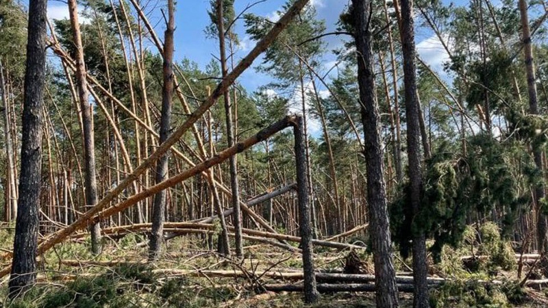Негода наробила лиха: на Волині буревій пошкодив майже 5 тисяч га лісу