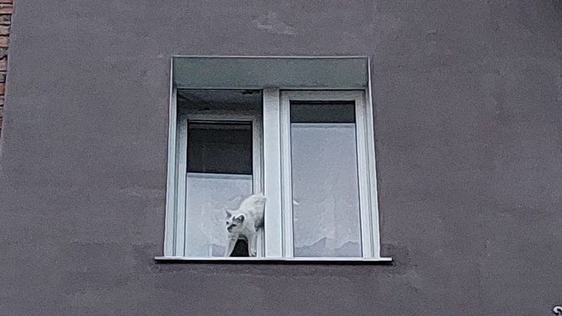 У місті на Волині рятували кота, який застряг у вікні