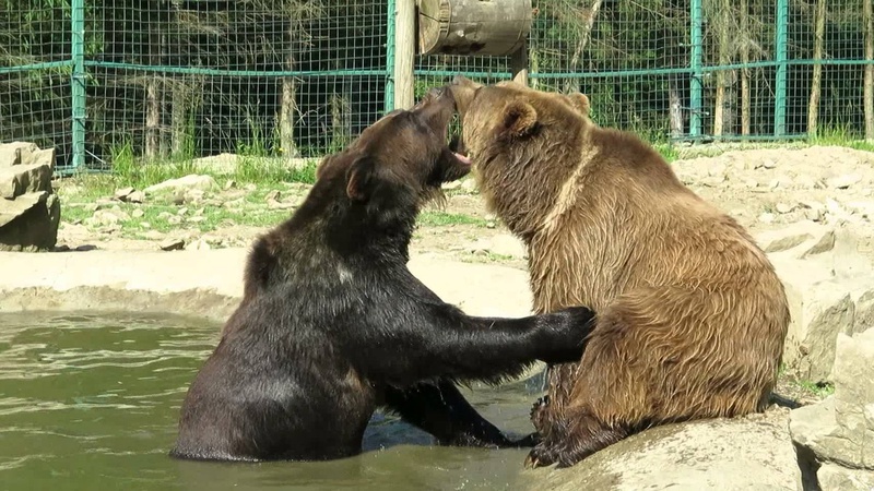 На балансі Укрзалізниці знайшли двох ведмедів