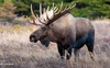 На Волині  у національному парку двоє волинян застрелили лося