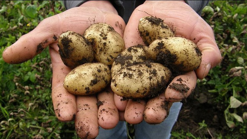 Жнива завершилися: на Волині розпочався сезон збору картоплі