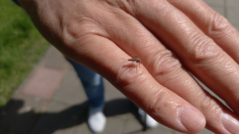 Засилля комарів у Луцьку: що кажуть екологи і лікарі.ВІДЕО