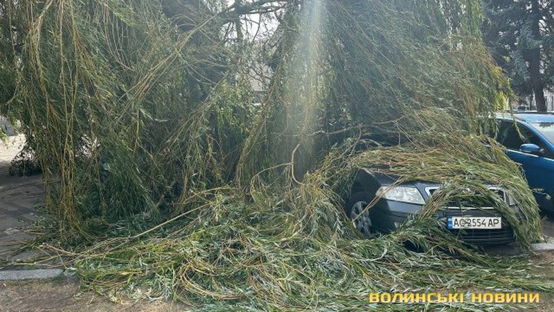 У Луцьку на автівки попадали дерева