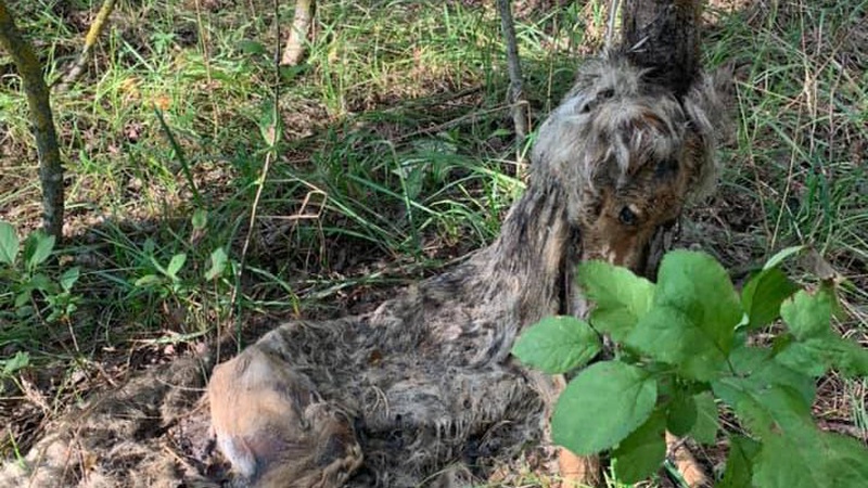 Прив’язали до дерева та залишили помирати: лучанин знайшов у лісі мертвого собаку