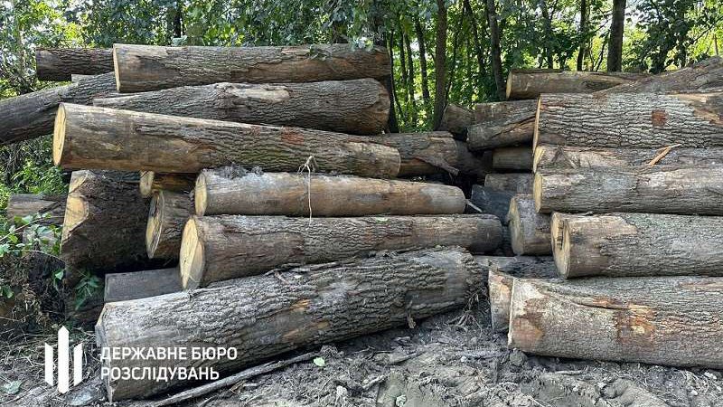На Волині експосадовців лісової галузі підозрюють у незаконній вирубці на понад 21 мільйон