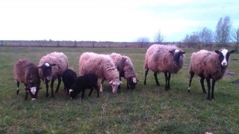 У селі на Ковельщині відроджують вівчарство
