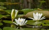 На Шацьких озерах цвіте водяна лілія