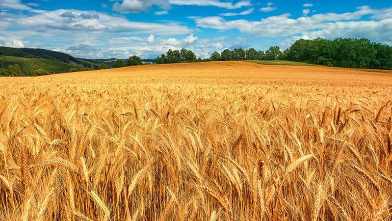 Волинські вчені вивели унікальний сорт пшениці