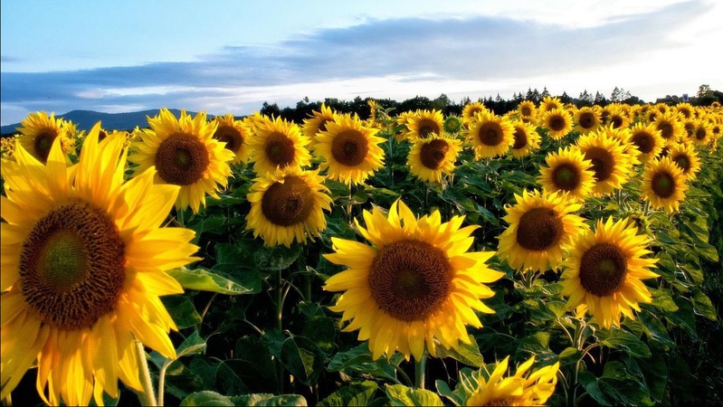 На Волині вирощують понад 40 тисяч гектарів соняшника