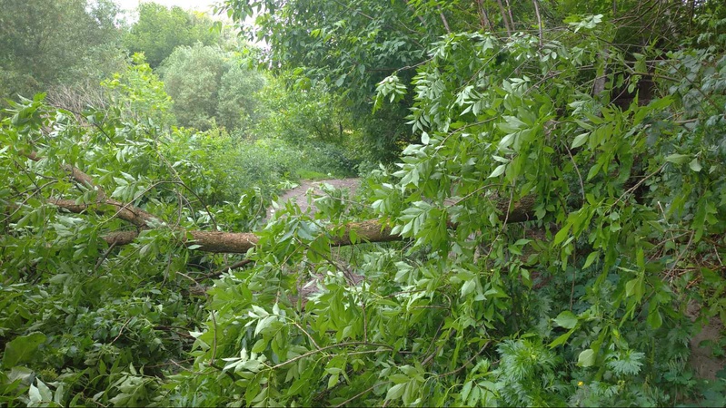 У Луцьку поблизу дитячої залізниці негода повалила дерево. ФОТО