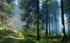 На Волині державі повернули ділянку лісового фонду вартістю понад 7 млн грн