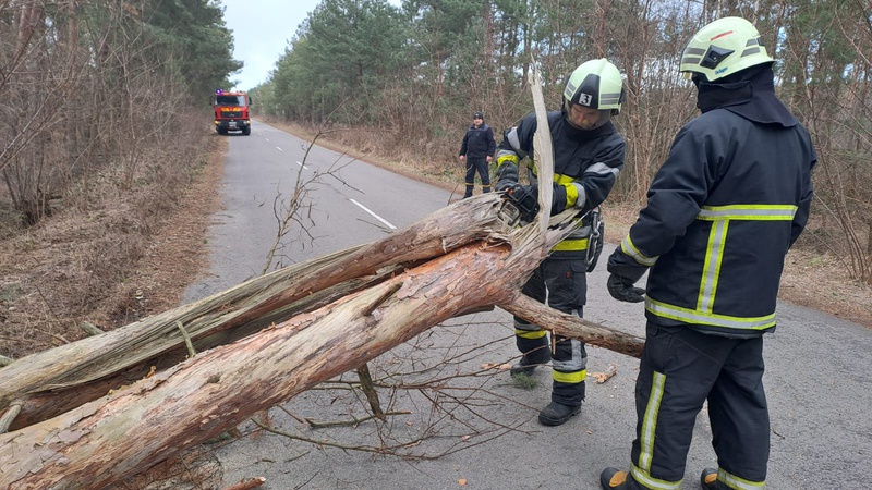 На Волині впало деревоно на дорогу: рятувальники розчистили шлях