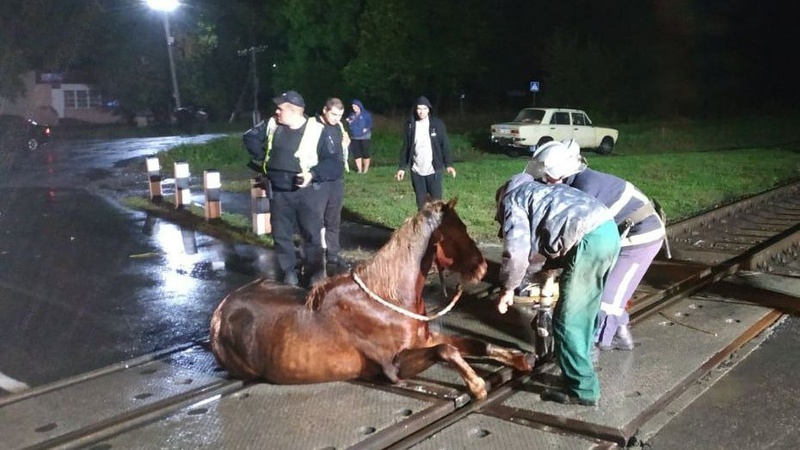 Зупинили поїзд «Ковель-Луцьк»: на Волині врятували коня, який застряг у рейках