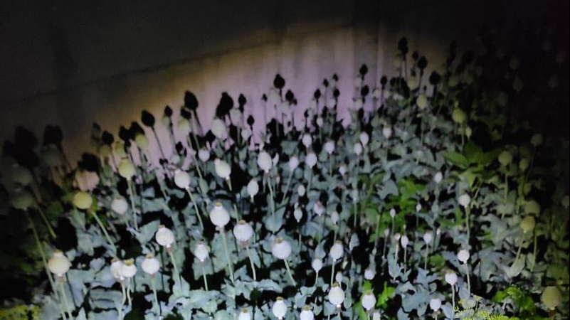 Незаконні посіви маку у волинян: поліціянти виявили понад тисячу кущів снодійного
